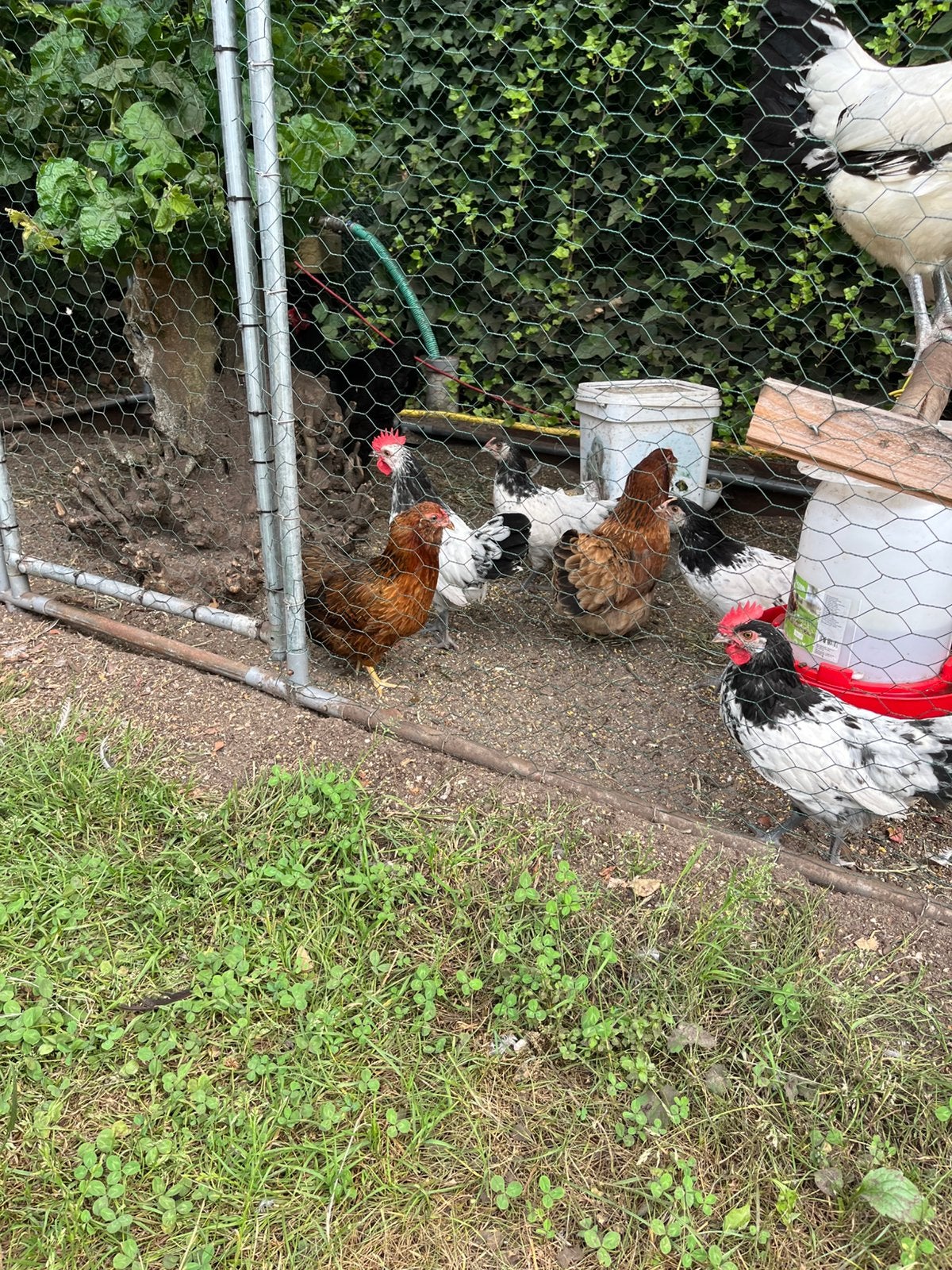 Af te halen, Dieren en Toebehoren, Pluimvee, Mannelijk, Kip