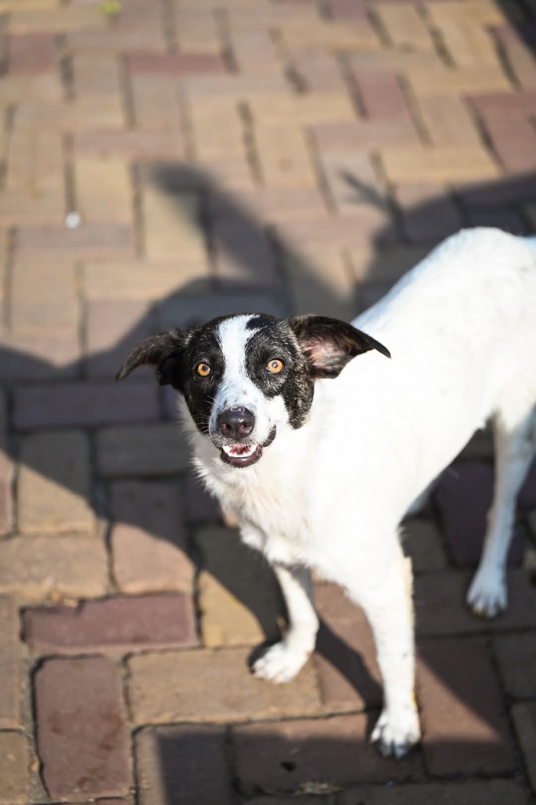 Polly, klein medium teefje gesteriliseerd 1,5jaar, Particulier, 1 tot 2 jaar, Buitenland, Teef