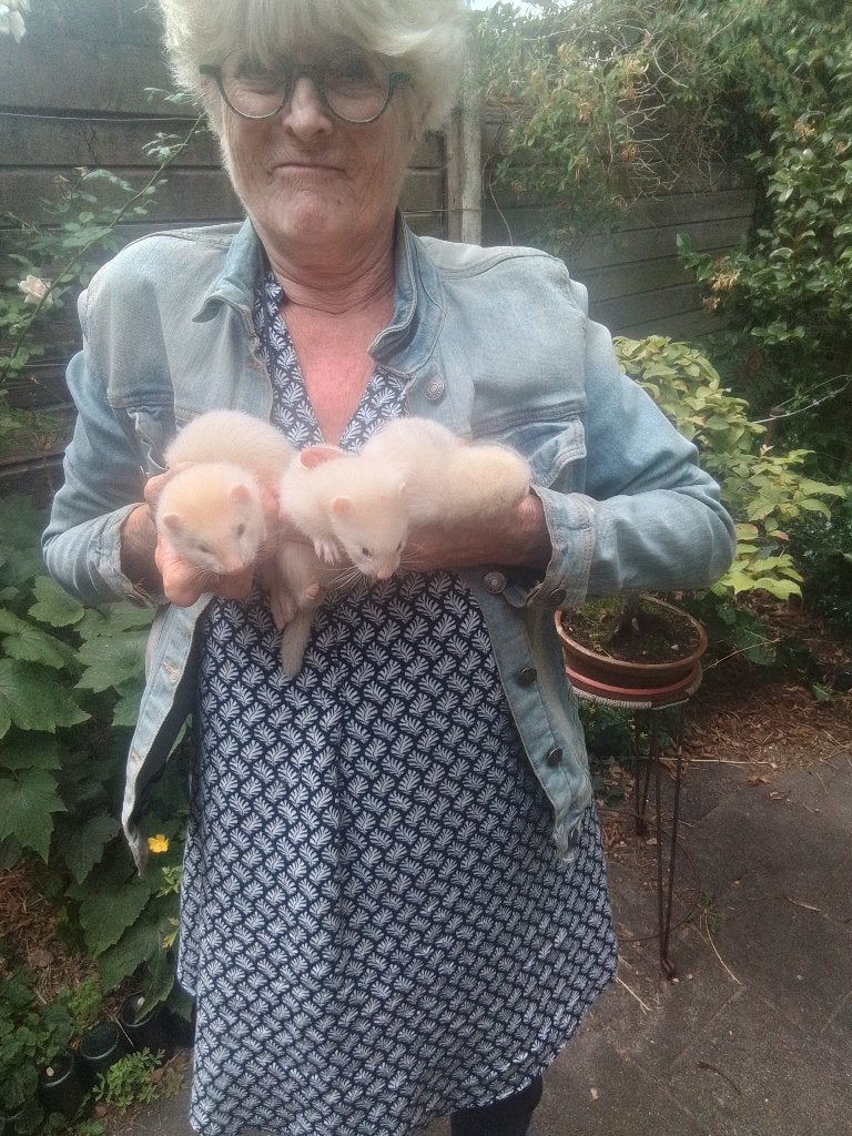 Fretten  pups, Dieren en Toebehoren, Overige Dieren, Juli, Meerdere dieren