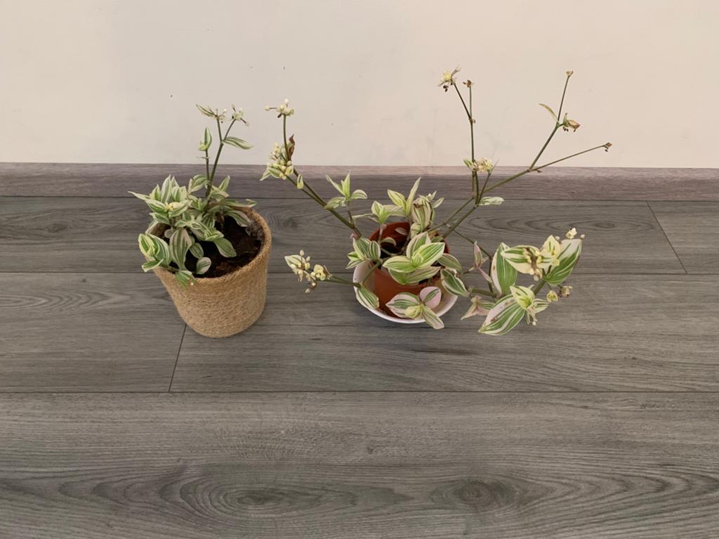 Hangplant, Huis en Inrichting, Kamerplanten, Ophalen of Verzenden, Halfschaduw, Minder dan 100 cm