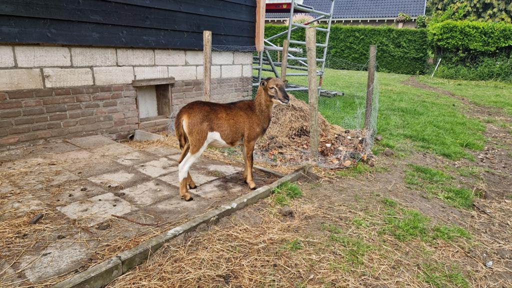Kameroen ooi, Dieren en Toebehoren, Schapen, Geiten en Varkens, Vrouwelijk, Schaap