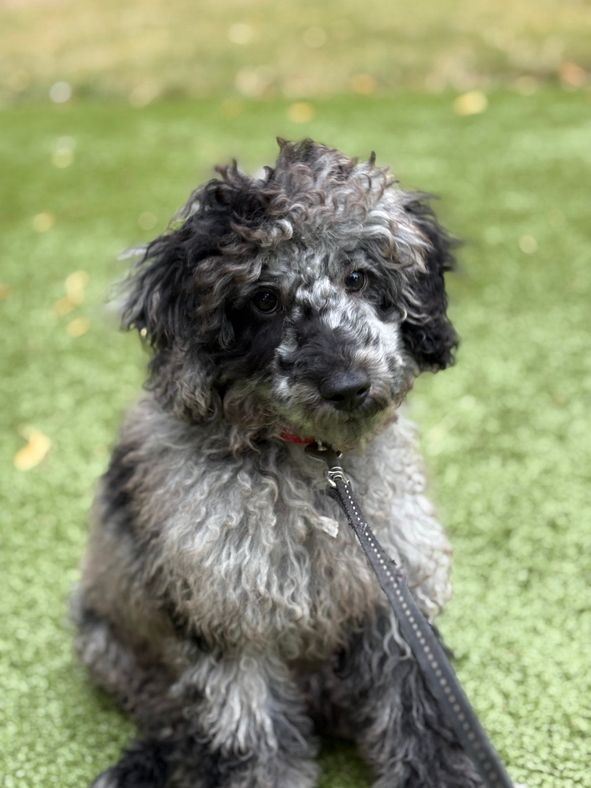 Toy Poedel puppy reutje zoekt een warm mandje 4 maanden oud, Reu, 8 tot 15 weken, Parvo, Eén hond