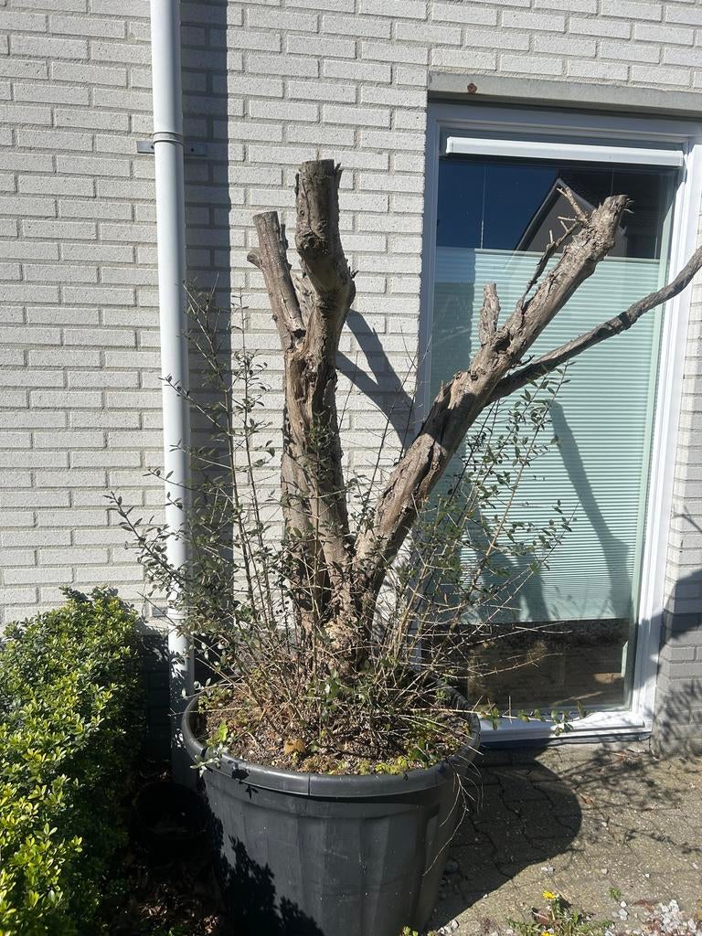 Gratis: dode olijfboom, handig voor voilere of krabpaal!, Bloeit niet, 100 tot 250 cm, Olijfboom, Ophalen