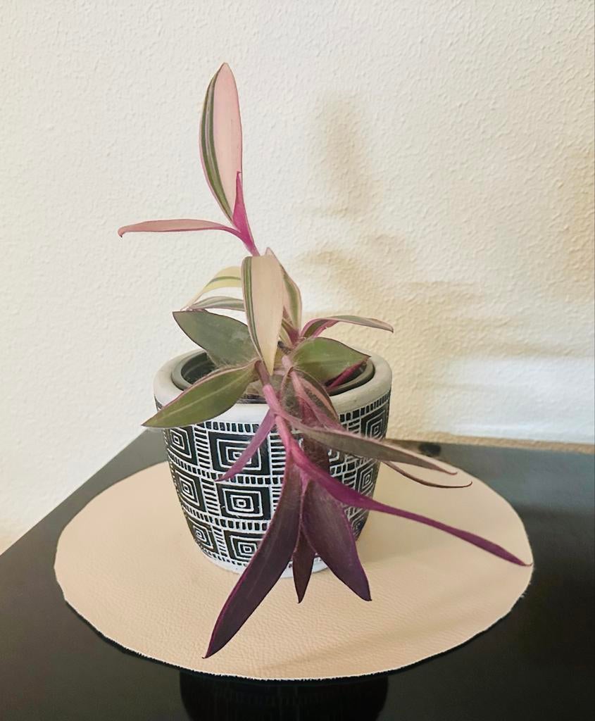 Tradescantia Pallida 'Pink Stripe' - Unieke Kamerplant, Huis en Inrichting, Kamerplanten, Overige soorten, Minder dan 100 cm, Halfschaduw