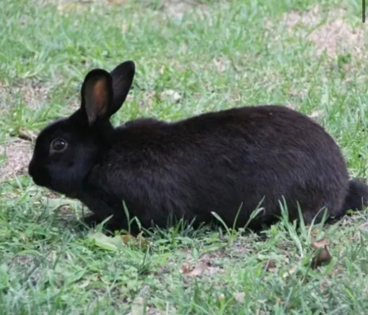 Konijntje, Dieren en Toebehoren