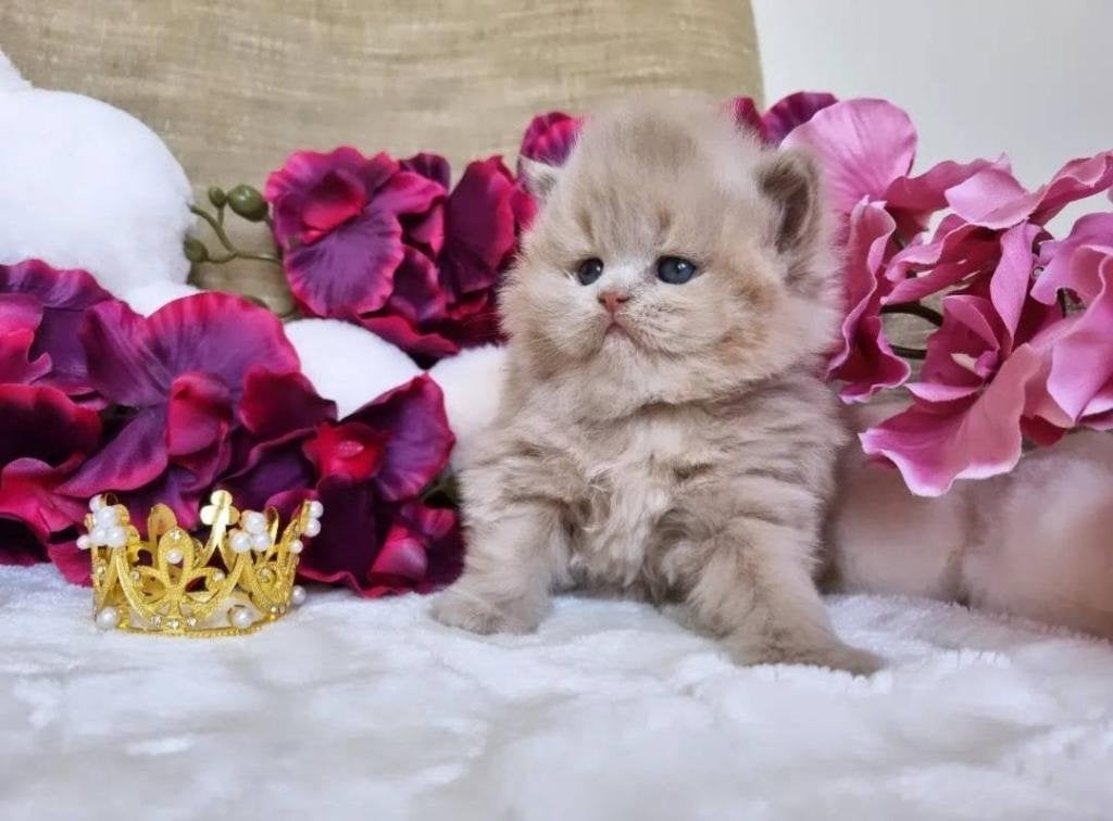 Fawn Tortie dame, Dieren en Toebehoren, Poes, Met stamboom, 0 tot 2 jaar