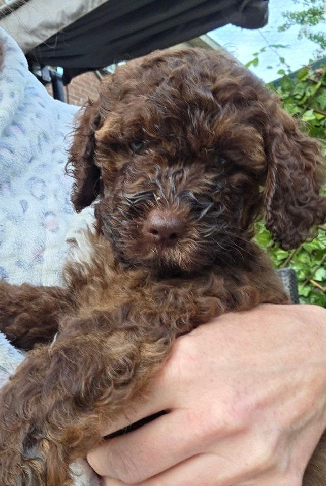 Prachtige lieve doodle teefjes mogen  verhuizen., Dieren en Toebehoren, 8 tot 15 weken, Teef, Meerdere, Klein