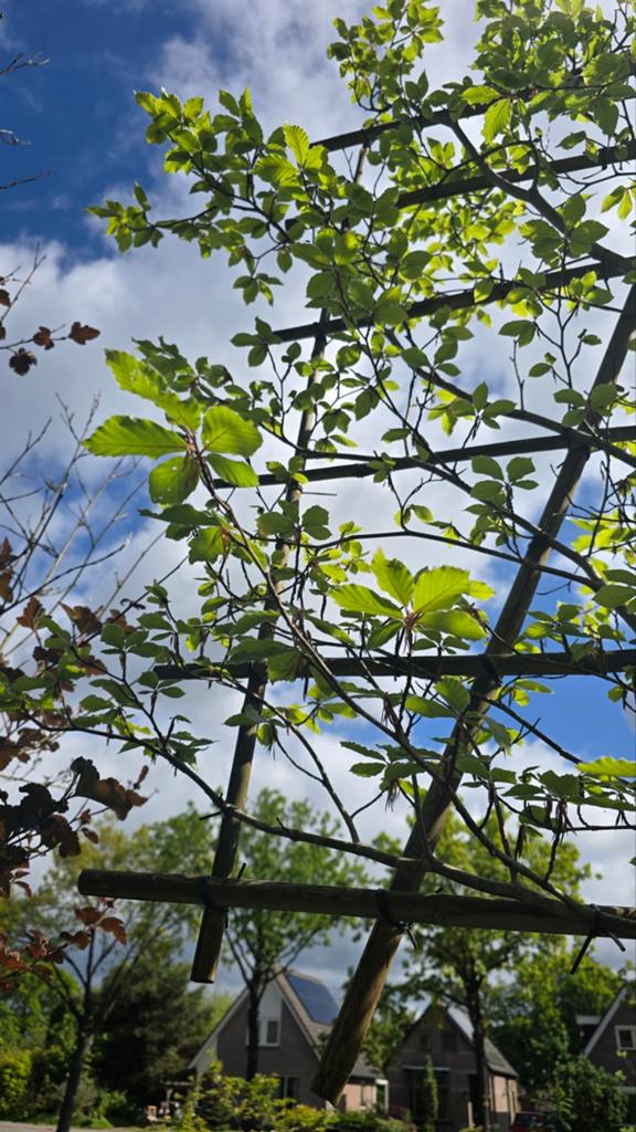 Leiboom Fagus - 3 meter hoog, Tuin en Terras, Planten | Bomen, Ophalen of Verzenden, Leiboom, 250 tot 400 cm