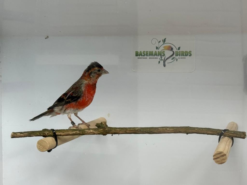 Bastaard kapoetsesijs (F1) TOP zangers, Dieren en Toebehoren, Mannelijk, Wildzangvogel, Geringd