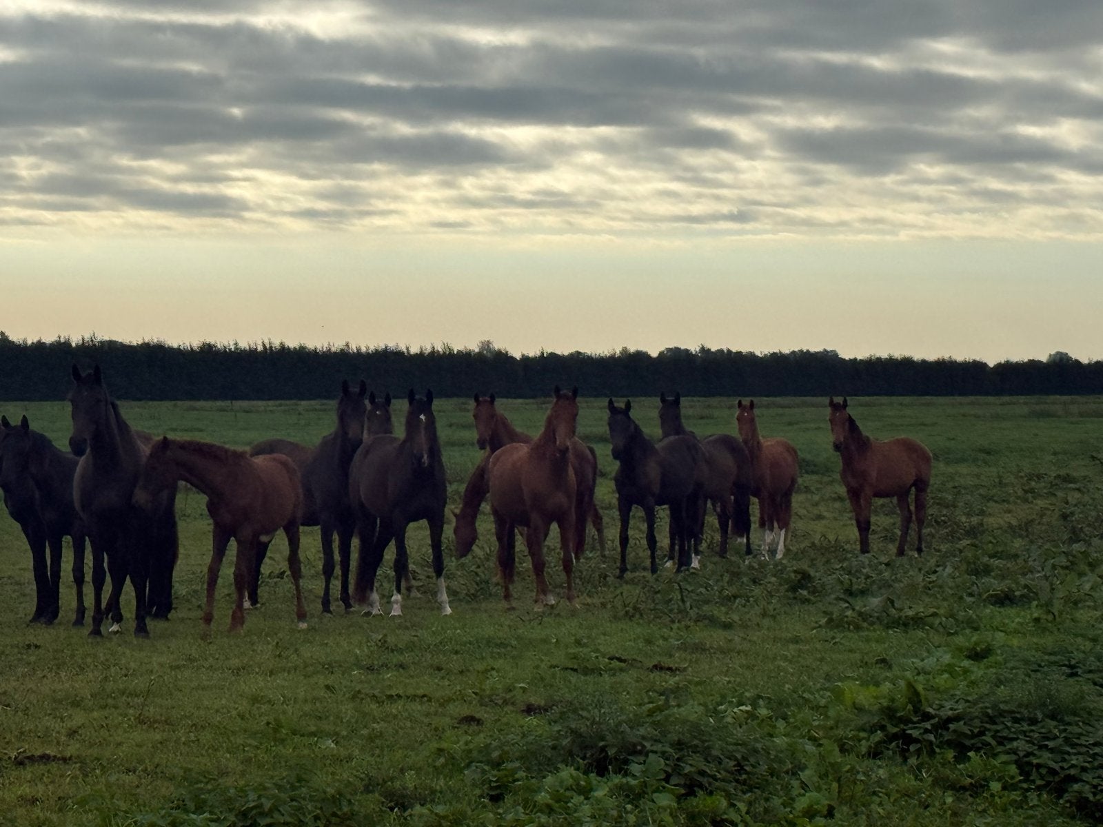 Meerdere jonge paarden te koop