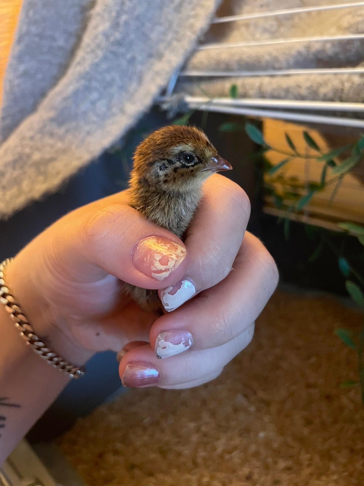 Chinese dwerg kwartels & japanse kwartels, Meerdere dieren, Parkiet
