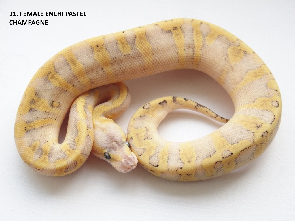 Koningspythons nakweek 2026 Ball Python photo 11