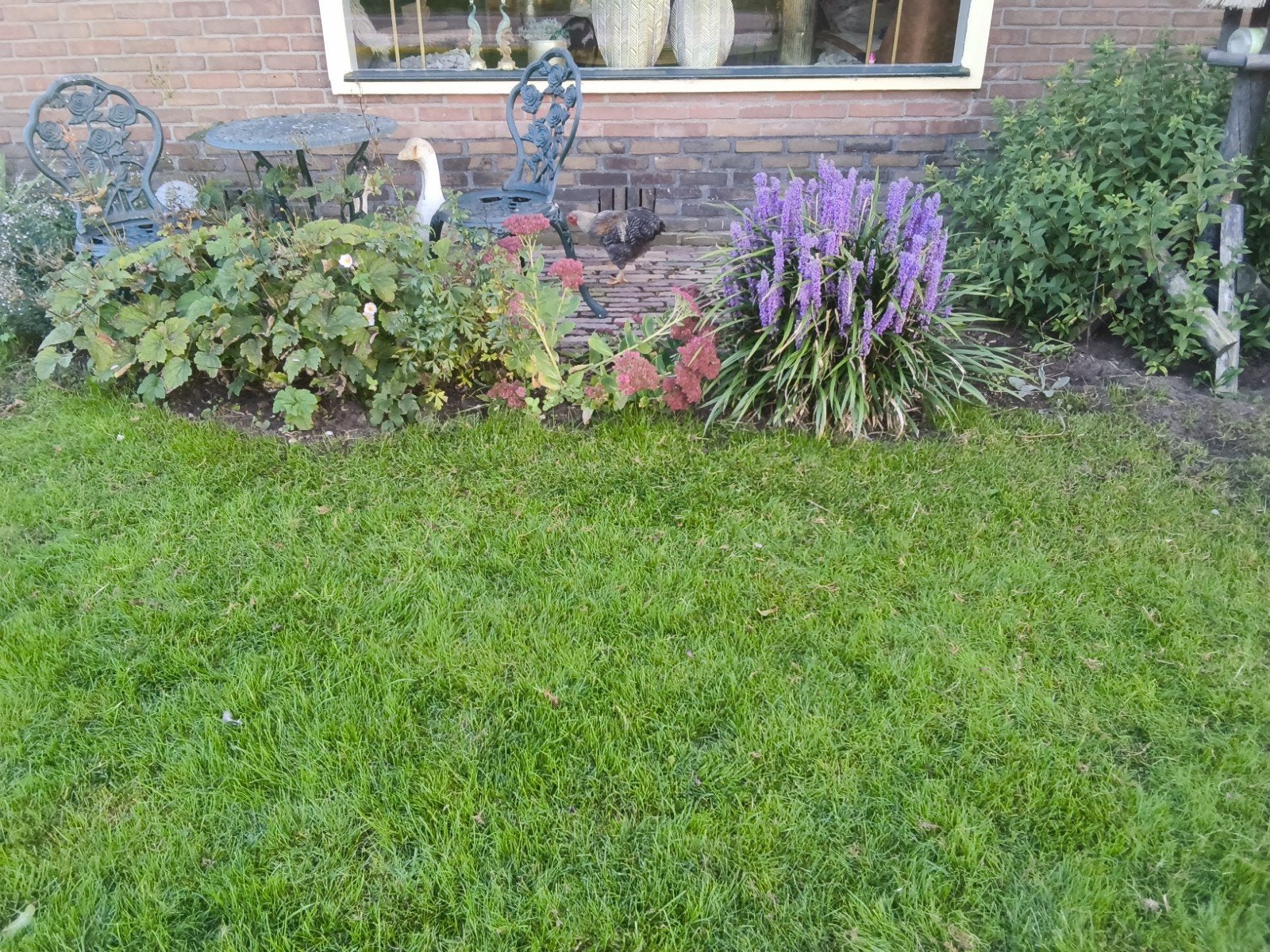 gratis mooie jonge wyandotte kriel haantje, Mannelijk, Kip