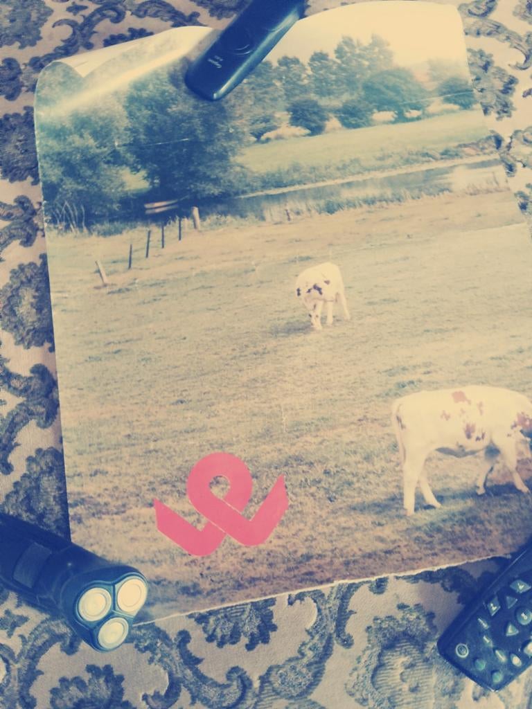 Poster met koeien in de wei, Antiek en Kunst, Ophalen of Verzenden