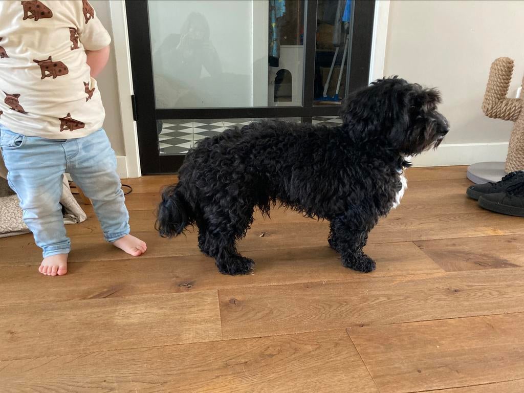Maltipoo Dekreu - Beschikbaar, Reu, Parvo, Eén hond, 3 tot 5 jaar