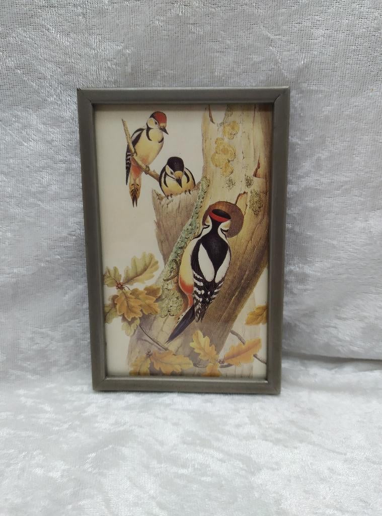 Spechten in vintage fotolijstje, Minder dan 50 cm, Gebruikt, Verzenden, Minder dan 50 cm