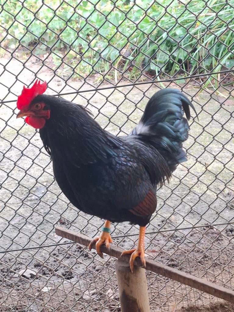 Barnevelder kriel hanen, Mannelijk, Kip