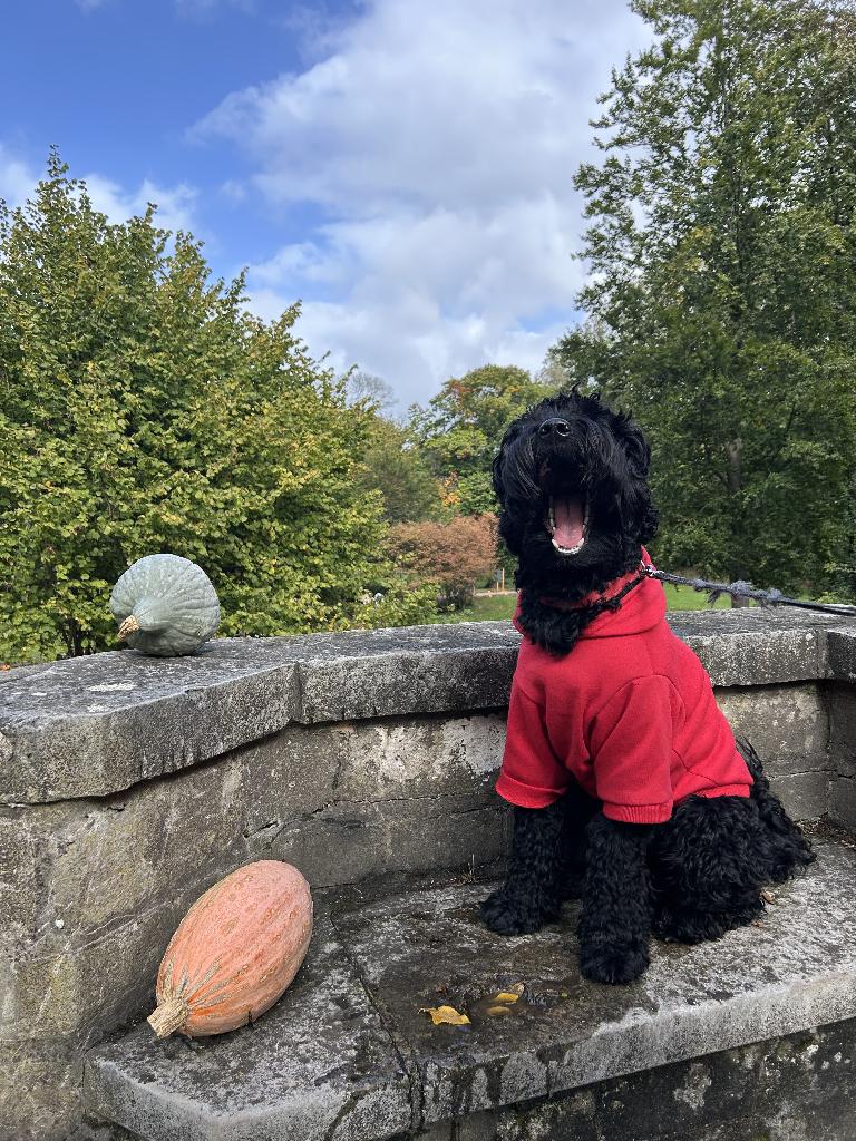Dekreu medium Australian Labradoodle, Reu, 1 tot 2 jaar, Parvo, Eén hond