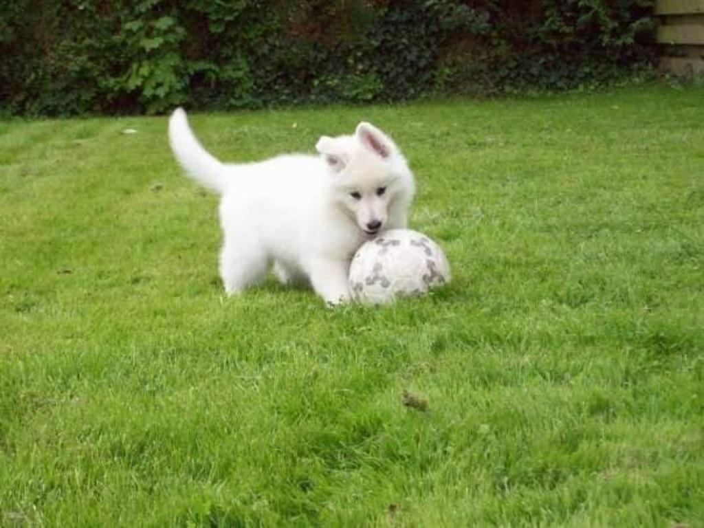 Zwitserse Witte Herder pup, Dieren en Toebehoren, Honden | Herdershonden en Veedrijvers, Parvo, 8 tot 15 weken, Meerdere, Meerdere dieren