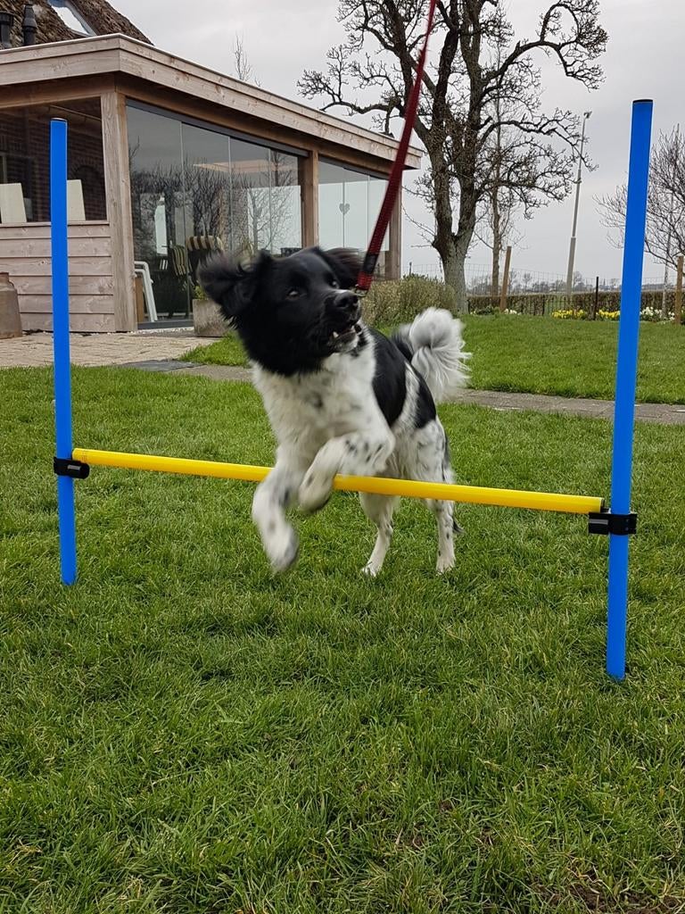 Honden training speelgoed, Dieren en Toebehoren, Ophalen, Intelligentiespeelgoed