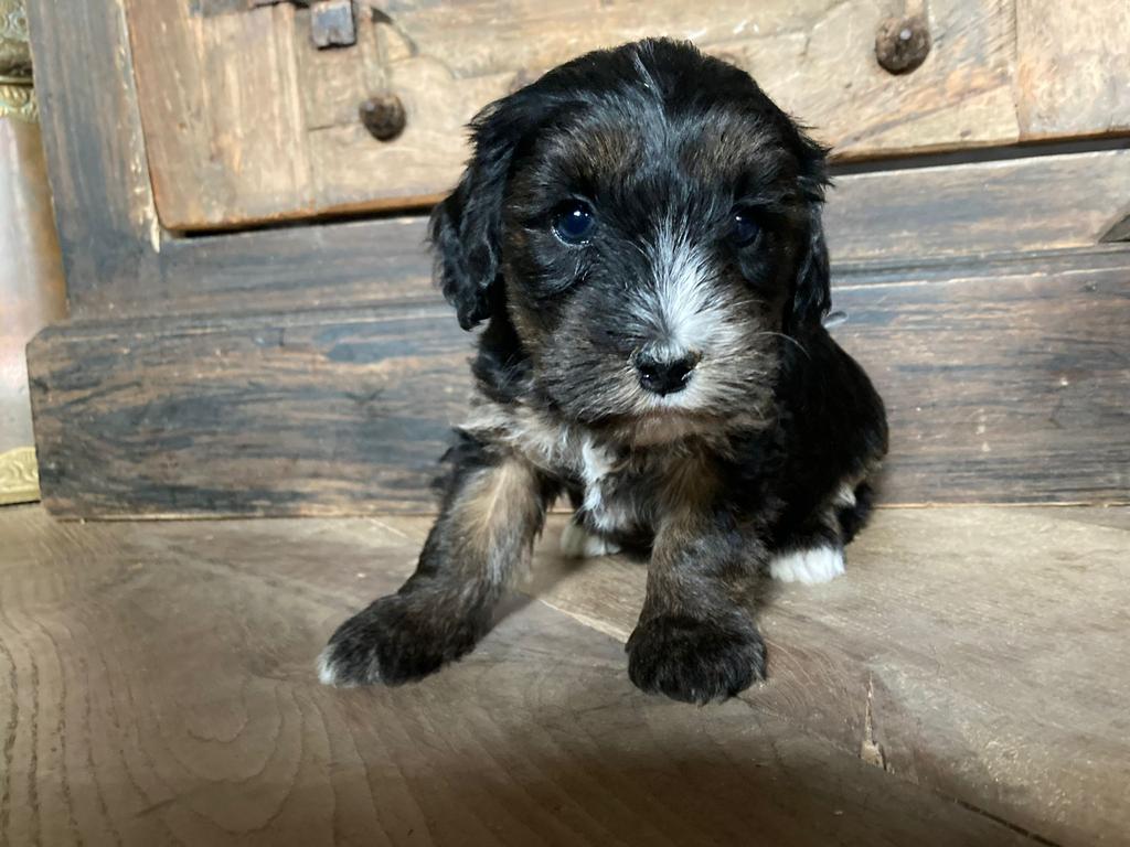 🥰nu ook hele bijzondere kleurtjes echte mini Labradoodle 🥰, 1 tot 2 jaar, Parvo, Eén hond, Nederland