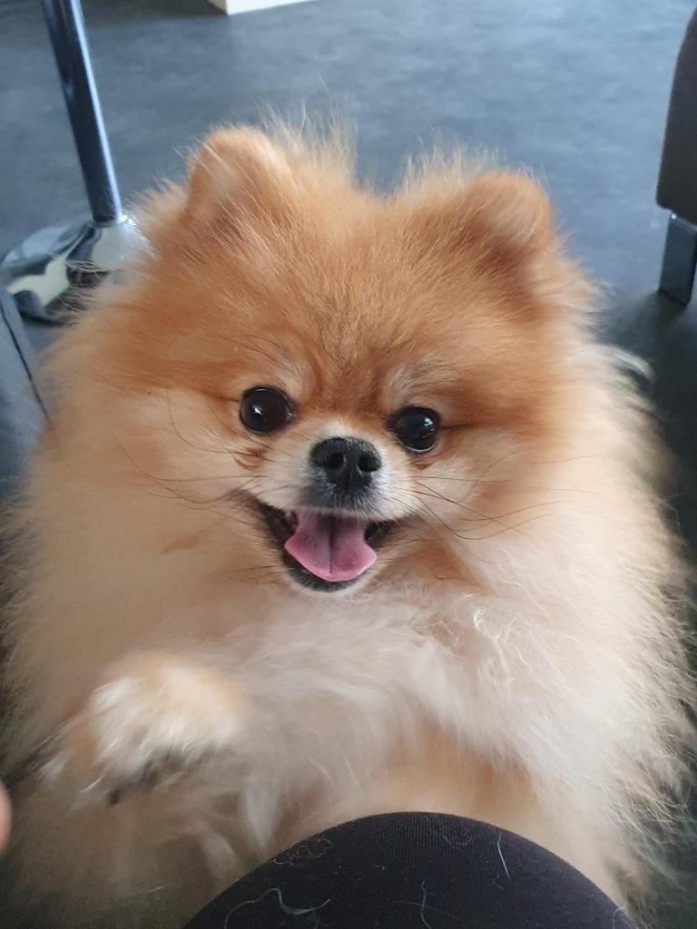 Prachtige pomeriaan voor een dekking ( met ervaring), Reu, 1 tot 2 jaar, Parvo, Eén hond