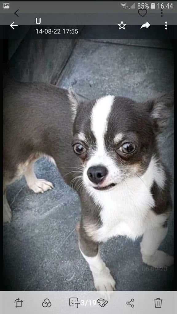 Chihuahua dekreu zeer ervaren kleur Blauw.(niet te koop.), Reu, CDV (hondenziekte), Eén hond, 3 tot 5 jaar