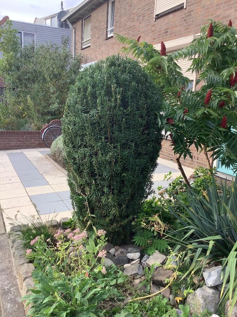 Grofbladige taxus, Vaste plant, Bloeit niet, Halfschaduw, Ophalen