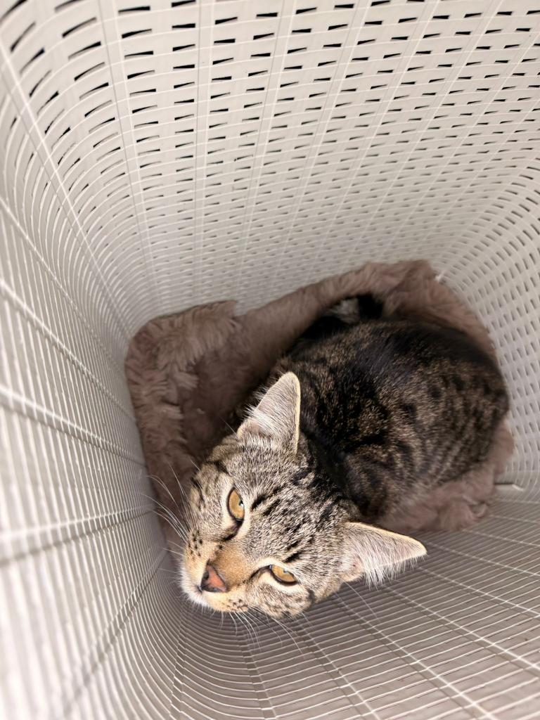 Cyperse kitten, Kater, Kortharig, 0 tot 2 jaar