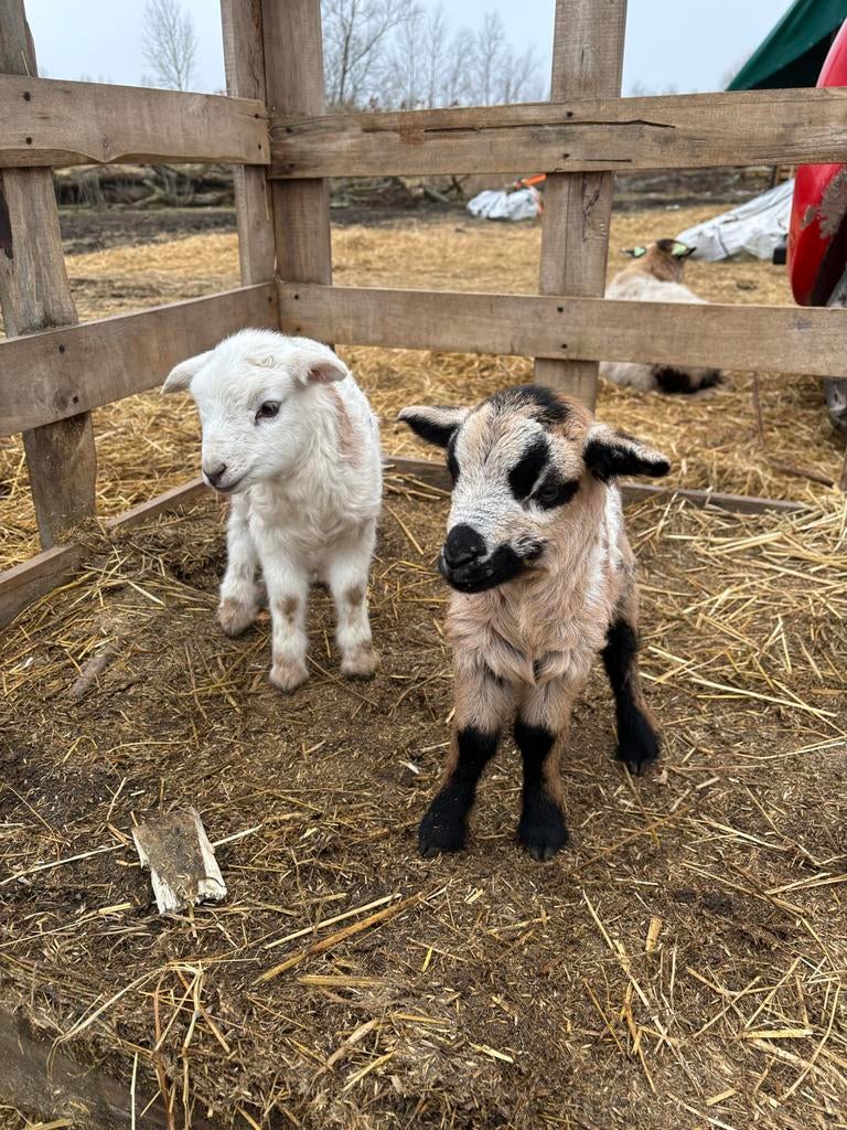 Maasduinen Ruischapen, ooien, lammeren, rammen en hamels, Dieren en Toebehoren, Schapen, Geiten en Varkens, Meerdere dieren, Schaap