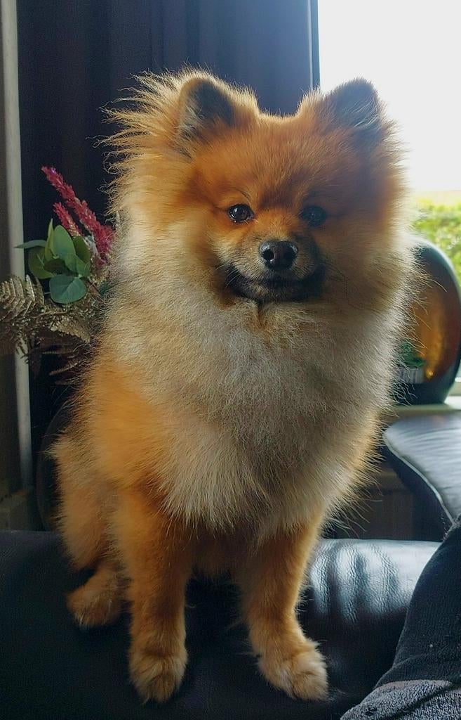 Pomeriaan Dekreu, Reu, 1 tot 2 jaar, Parvo, Eén hond