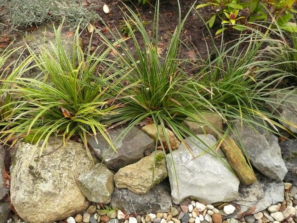 Diverse siergrassoorten, Ophalen, Vaste plant, Siergrassen, Volle zon