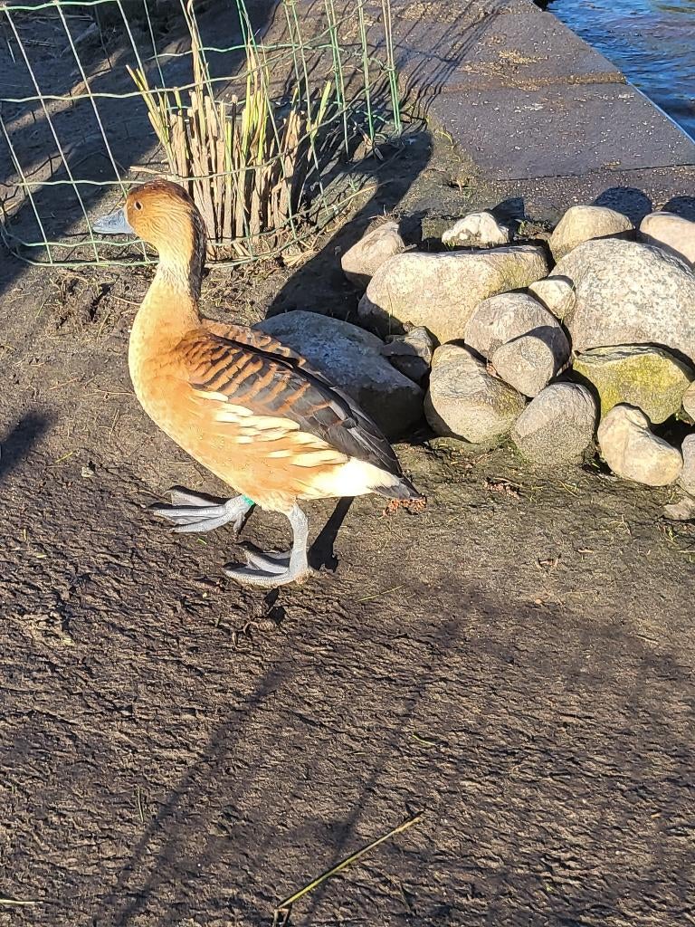 Broedeieren gele boomeenden siereenden eenden fluiteend, Dieren en Toebehoren, Geslacht onbekend, Eend