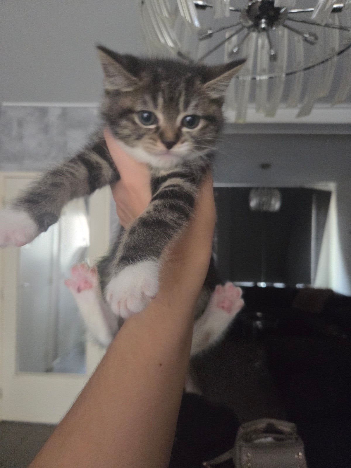 Kittens, Meerdere dieren, Ontwormd, 0 tot 2 jaar