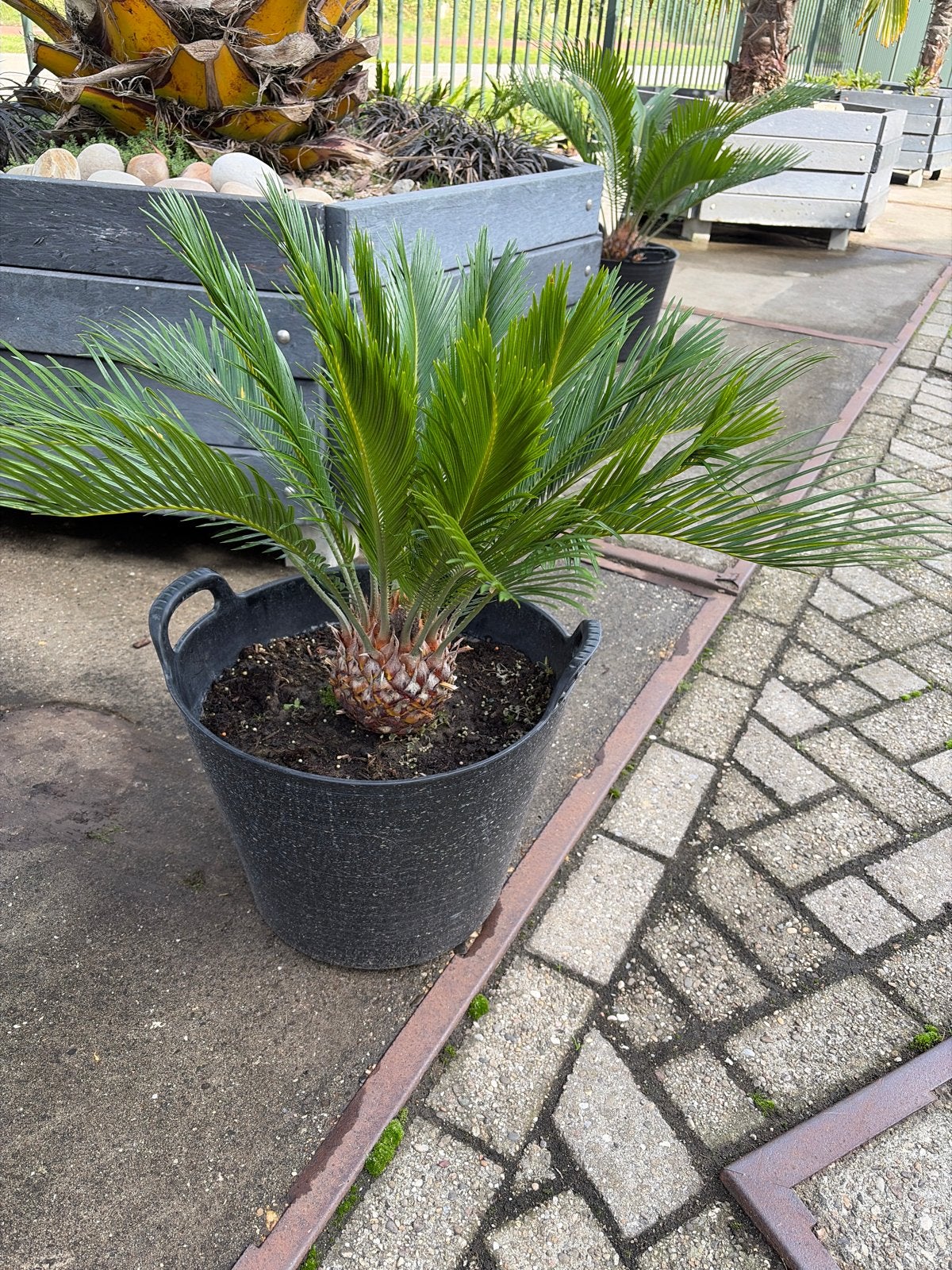 Prachtige Cycas Palm in pot - Ideaal voor binnen en buiten, Huis en Inrichting, Ophalen, Palm, Halfschaduw, In pot