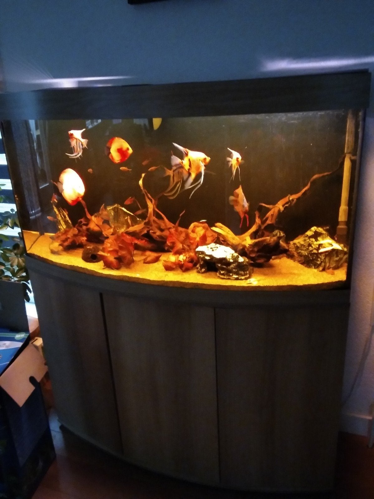 aquarium Juwel vision 270 l met toebehoren, Ophalen, Inclusief vissen, Gevuld zoetwateraquarium, Juwel