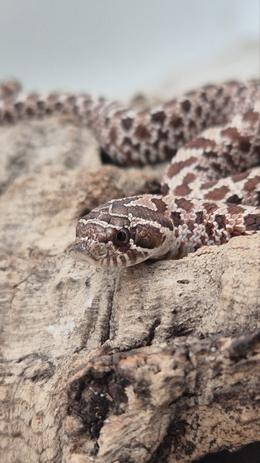 haakneusslang ExRed het albino Hognose Snake photo 5