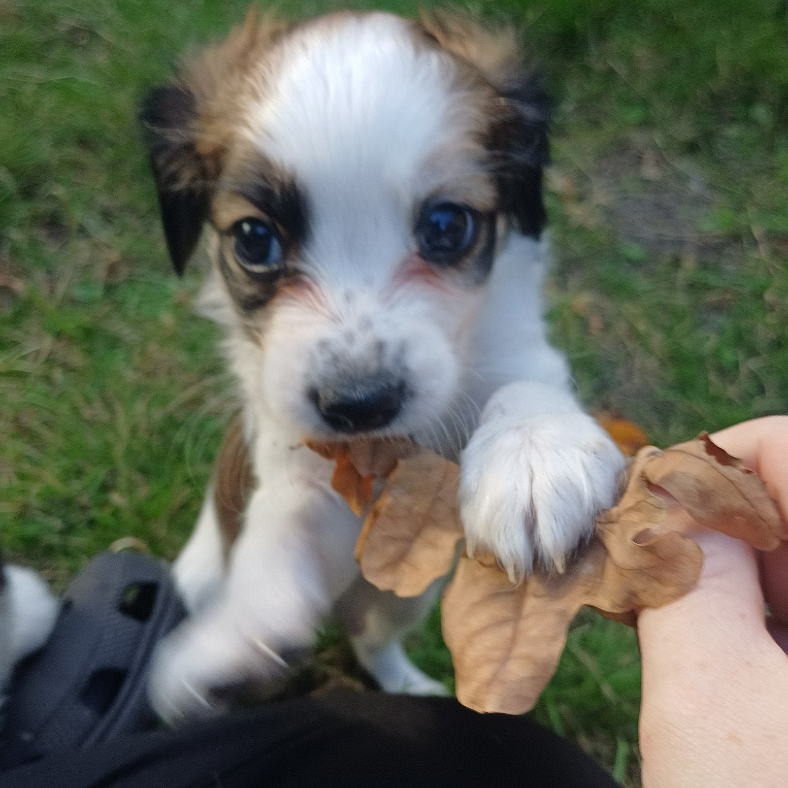 nog 1 kooiker pup reutje, Overige rassen, 8 tot 15 weken, Meerdere dieren, Eén hond