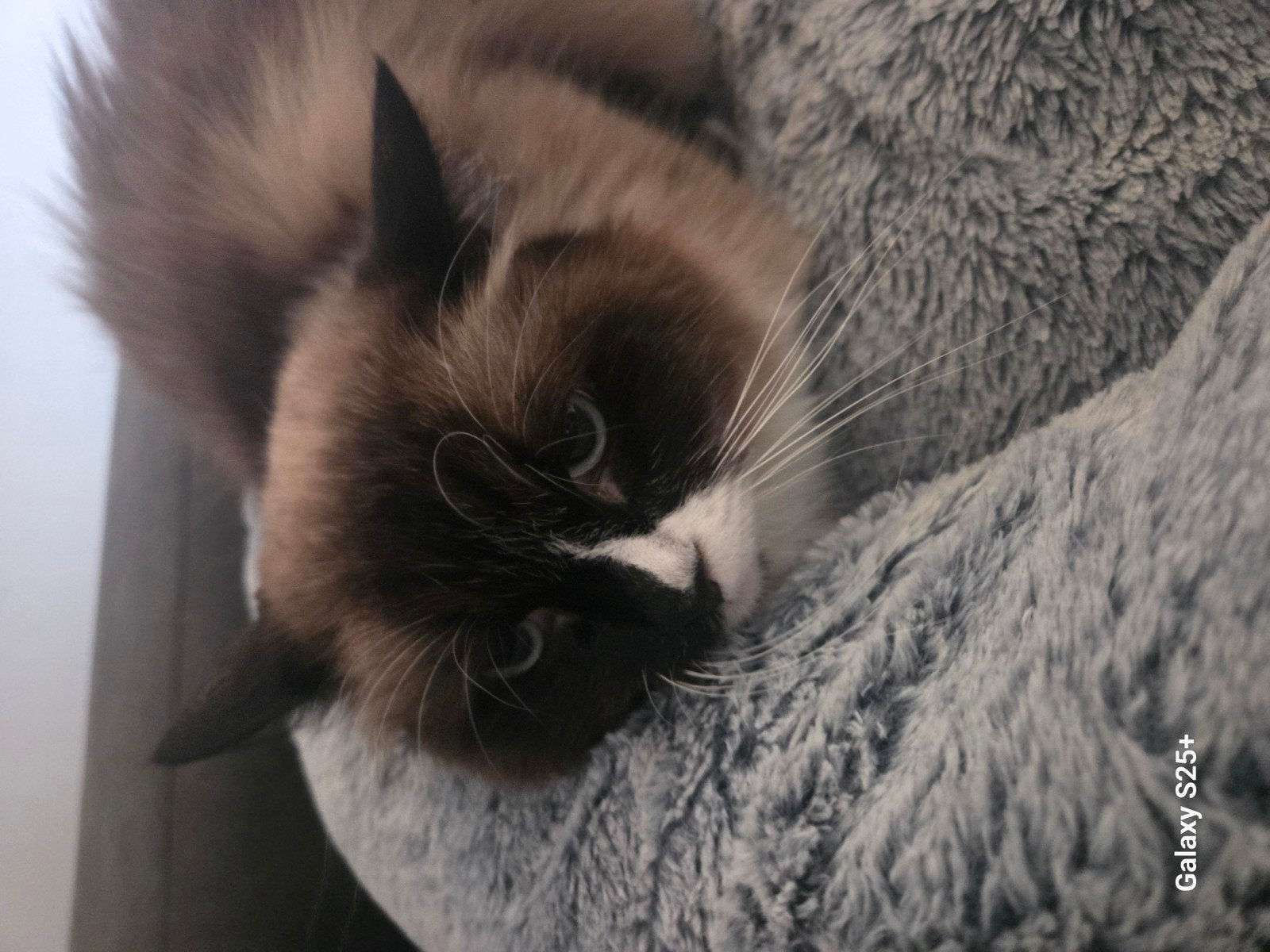 ragdoll kater 6 jaar en gecastreerd, Kater, Langharig, 6 jaar of ouder