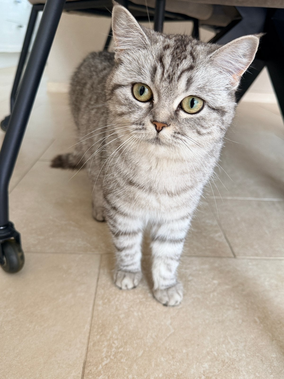 Te Koop Britse korthaar poes 9,5 mnd, Dieren en Toebehoren, Poes, Ontwormd, 0 tot 2 jaar