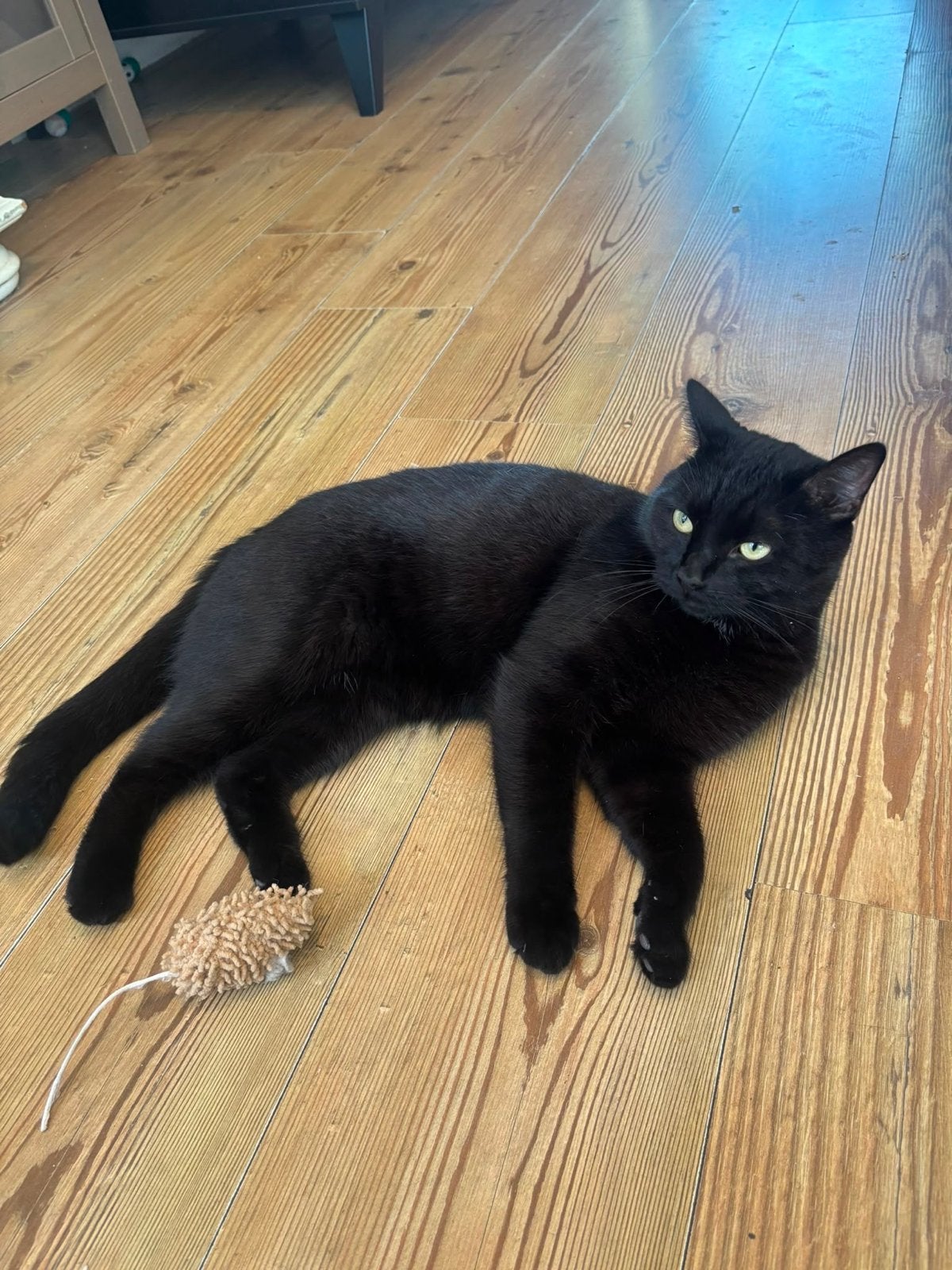 1 kater en 1 poes, Dieren en Toebehoren, Katten en Kittens | Overige Katten, Kater, Kortharig, 0 tot 2 jaar