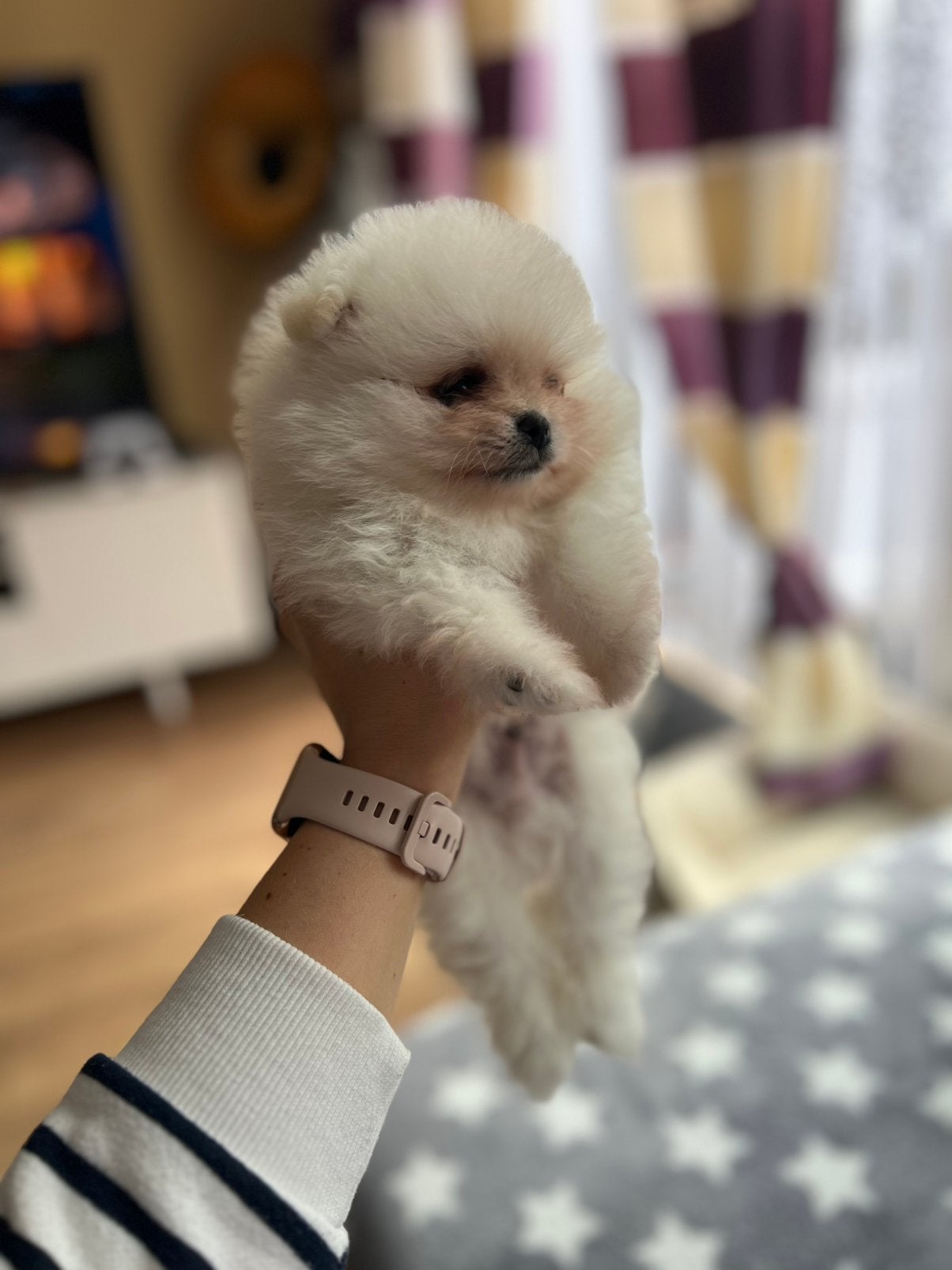 Pomeriaan Dwergkees puppy te koop🐶, Keeshond, Reu, 8 tot 15 weken, Parvo