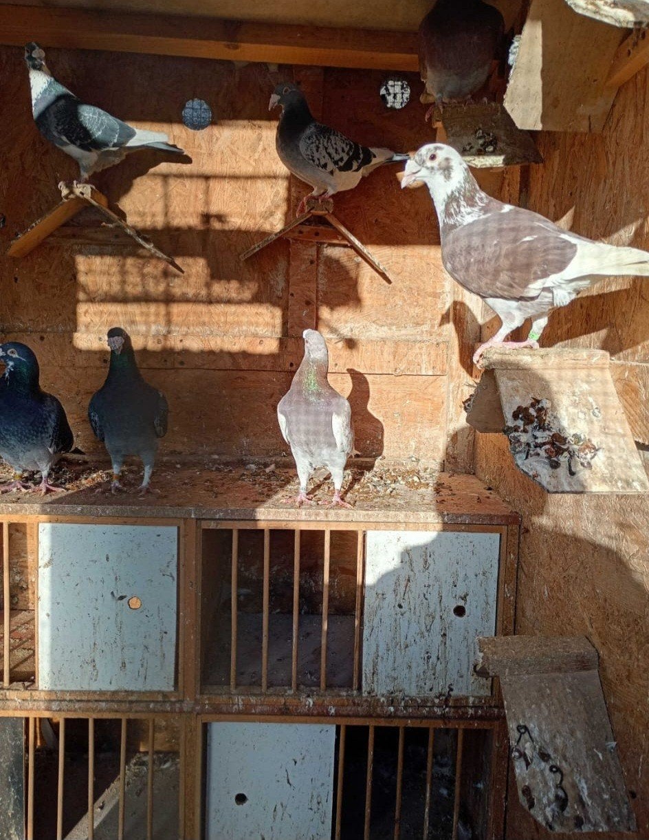 Te koop, Dieren en Toebehoren, Vogels | Duiven, Meerdere dieren, Overige soorten