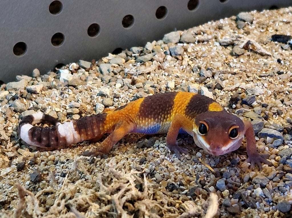 Prachtige Luipaardgekko's (Eublepharis macularius) Leopard Gecko photo 7