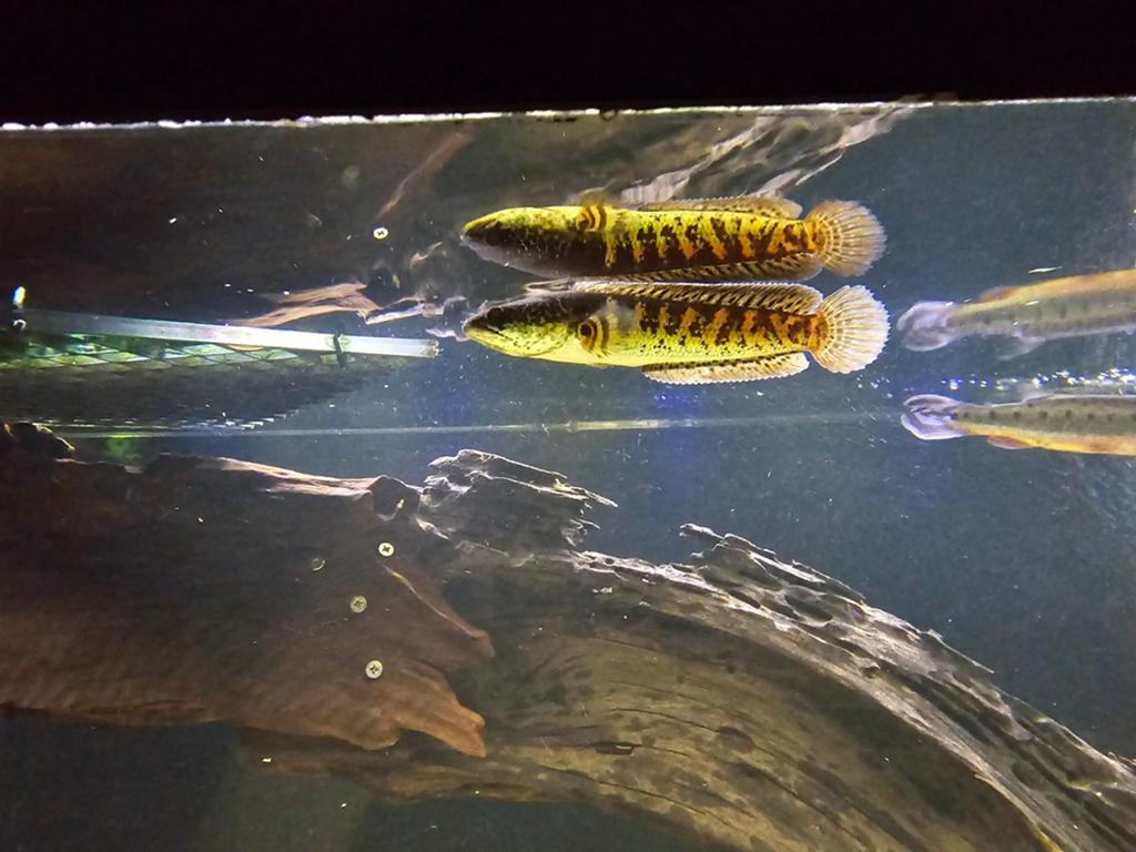 Channa aurantimaculata snakehead slangenkopvis, Dieren en Toebehoren, Vissen | Aquariumvissen, Vis