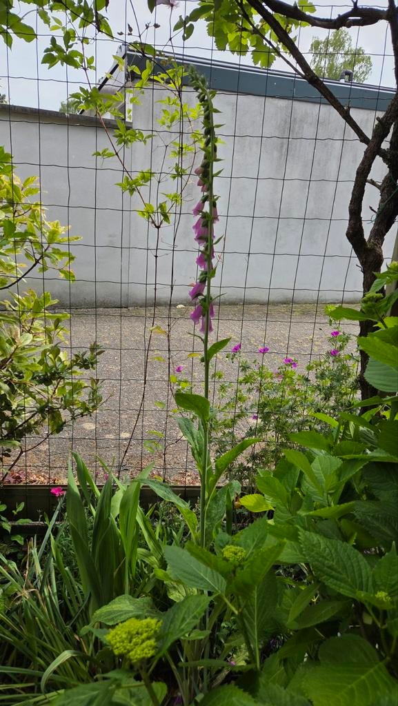 Vingerhoedskruid (Digitalis), Tweejarig, Halfschaduw, Zomer, Ophalen