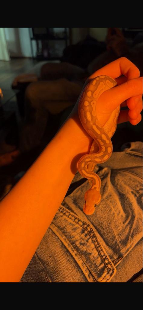 Ball python 0.1, Slang, Tam, 0 tot 2 jaar