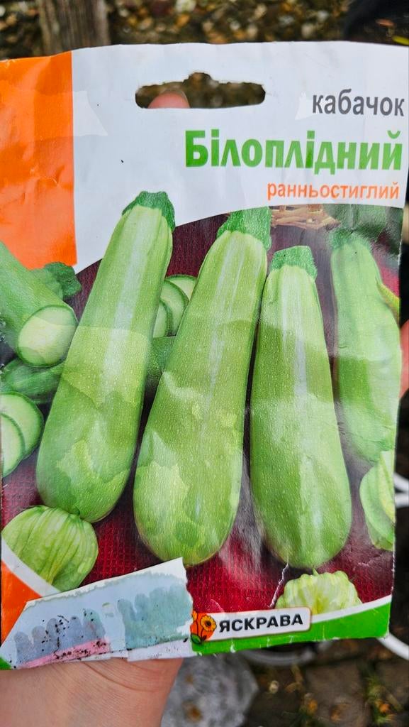 Gratis courgettezaailingen in Deventer, Tuin en Terras, Ophalen, Volle zon, Knol