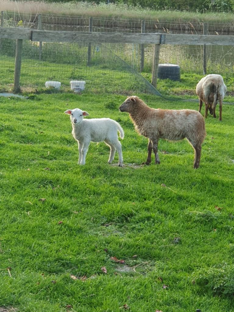 Schaap schapen ram rammen lam lammeren, Dieren en Toebehoren, Schapen, Geiten en Varkens, Mannelijk, Schaap
