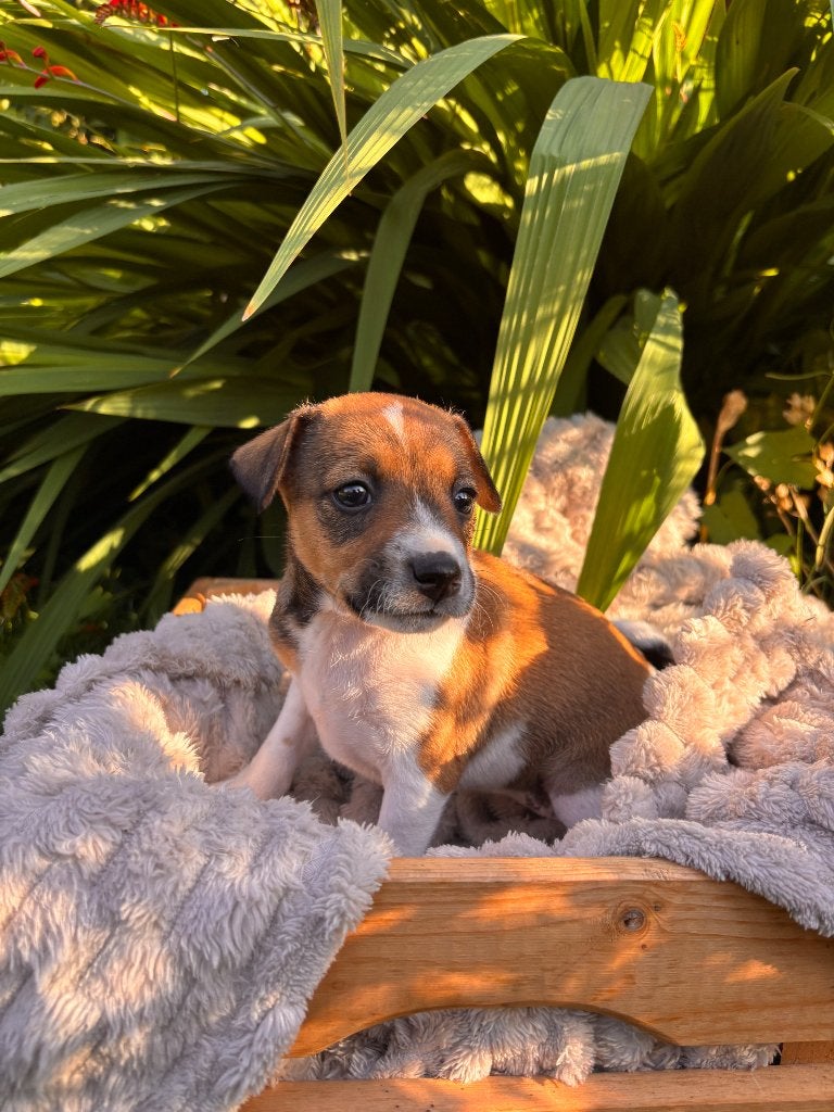 Boerenfox puppy, Overige rassen, 8 tot 15 weken, Parvo, Meerdere